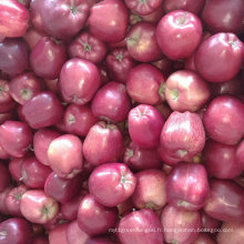 Nouvelle culture chinoise fraîche Huaniu pomme rouge